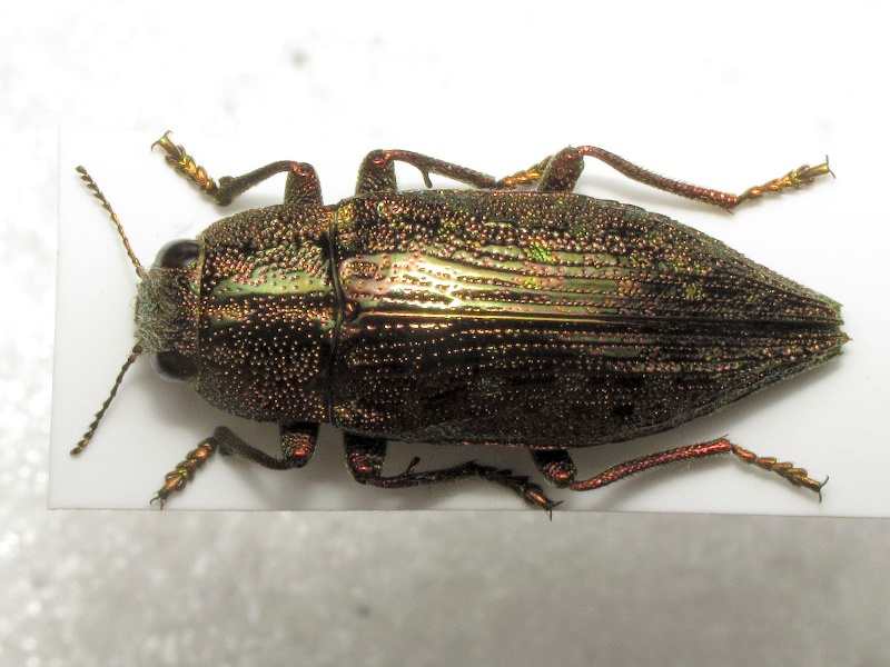 Dicerca fritillum Menetries, 1832